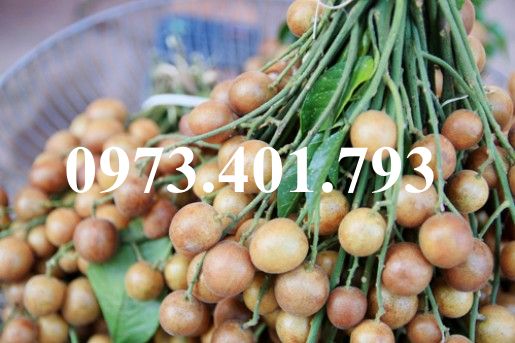 CÂY GIỐNG QUẤT HỒNG BÌ